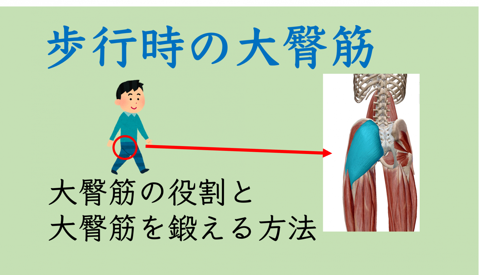 高齢者歩行 歩行時の大臀筋の役割とは 大臀筋を鍛える方法 歩行分析システム Ayumi Eye